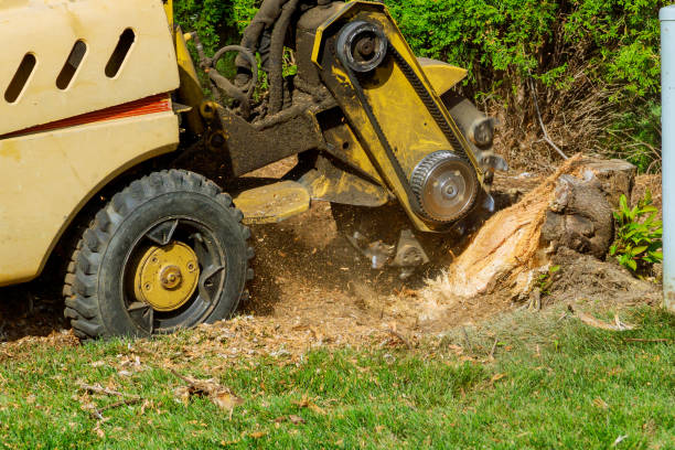 Large Tree Removal in Whitewater, KS